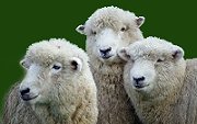 New Zealand Sheep